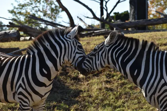 Kaszinó Sticky Wilds Támogatás